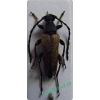 Stictoleptura rubra (Linnaeus, 1758) male